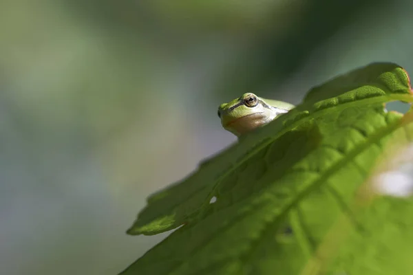 European Tree Frog Hyla Arborea Looks Leaf Macro Shot — Stock Photo, Image