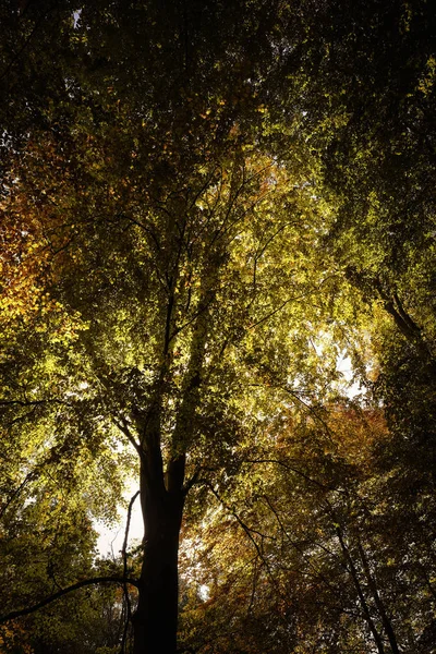 Red Beech Autumnal Colors Light Flooded Foliage Detailed Shot — Stock Photo, Image