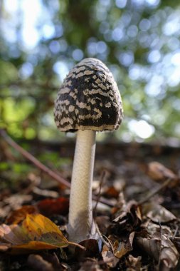 Magpie Inkcap - Yaprak döken orman zemininde Coprinopsis picacea - makro çekim