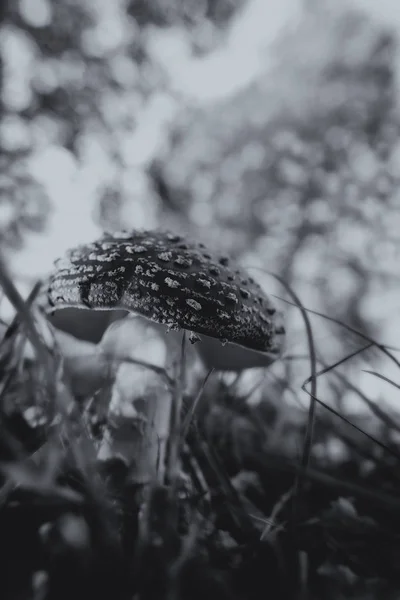 Fly Agaric Fesses Amanita Muscaria Macro Shot Soft Bokeh Black — стоковое фото