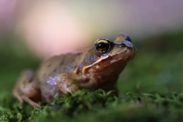 Sapo Comum Musgo Tiro Macro Visão Frontal Com Área Foco — Fotografia de Stock