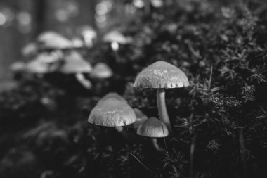 Soluk brittlestem yosun kaplı deadwood - konu Mikoloji - detay kayıt vurdu - siyah beyaz