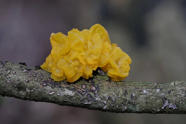 Shot of the Yellow Brain on a branch - on the subject of mycology - macro shot