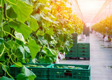 Satır bir serada yetiştirilen salatalık. 