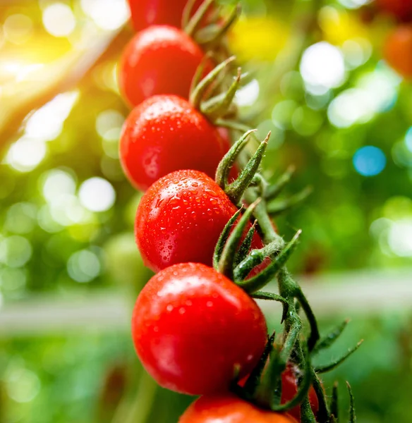 Όμορφες Κόκκινες Ώριμες Ντομάτες Που Καλλιεργούνται Θερμοκήπιο — Φωτογραφία Αρχείου