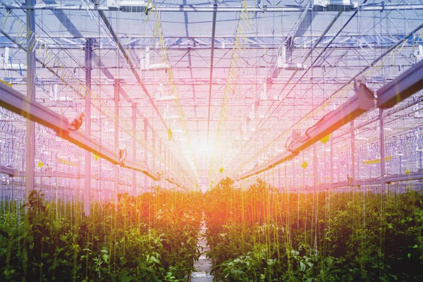 Rangées Plantes Poussant Dans Une Grande Serre Industrielle Contexte Agricole — Photo