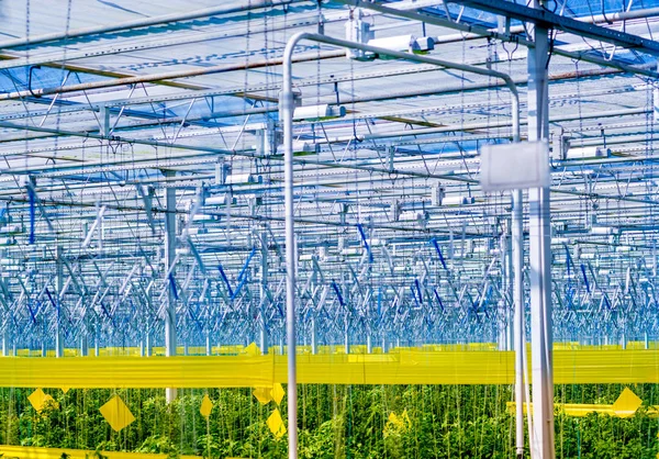 Filas Plantas Que Crecen Dentro Grandes Invernaderos Industriales Contexto Agrícola —  Fotos de Stock