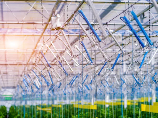 大きな産業温室の中の植物の行 産業としての農業の背景 — ストック写真