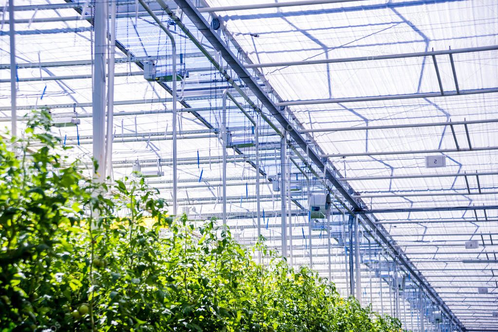 Rows of plants growing inside big industrial greenhouse. Industrial agriculture background.