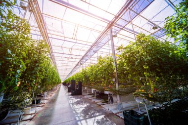 Modern sera domates bitkileri ile. Tarım arka plan.