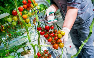 Taze hasat domates çiftçilerin elle. Holding domates eller kadın. Sera.