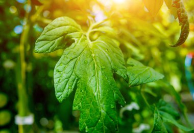 Modern sera domates bitkileri ile. Tarım arka plan.