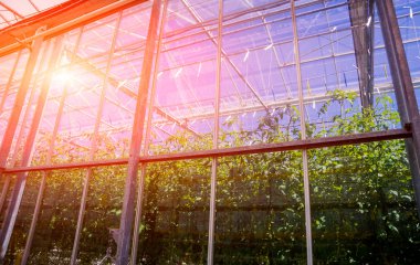 Modern sera iç. Tarım arka plan.