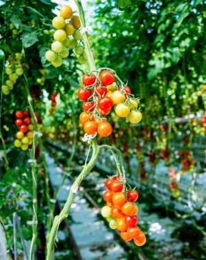 Serada yetişen güzel kırmızı domatesler..