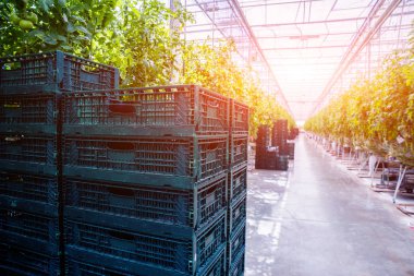 Modern sera domates bitkileri ile. Tarım arka plan.