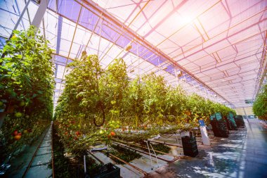 Modern sera domates bitkileri ile. Tarım arka plan.