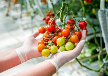 Taze hasat domates çiftçilerin elle. Holding domates eller kadın. Sera.