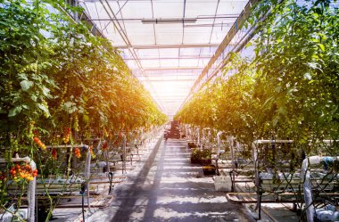 Serada yetişen güzel kırmızı domatesler..