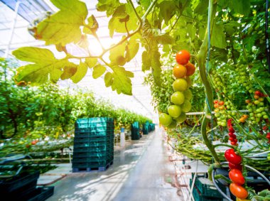 Serada yetişen güzel kırmızı domatesler..