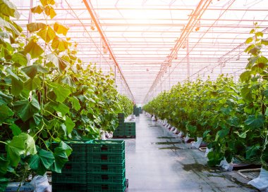 Satır bir serada yetiştirilen salatalık. 