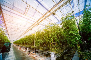 Modern sera domates bitkileri ile. Tarım arka plan.