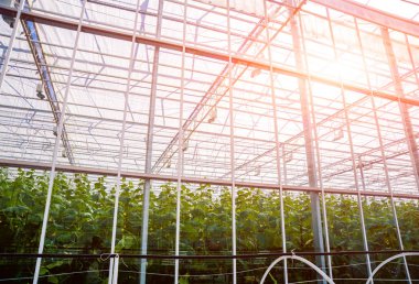 Modern sera iç. Tarım arka plan.