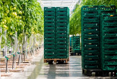 Modern sera domates bitkileri ile. Tarım arka plan.