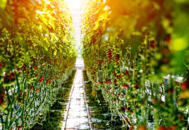 Modern sera domates bitkileri ile. Tarım arka plan.