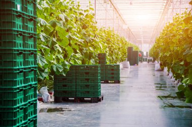 Satır bir serada yetiştirilen salatalık. 