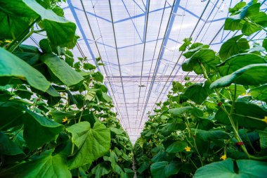 Satır bir serada yetiştirilen salatalık. 