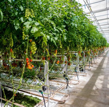 Serada yetişen güzel kırmızı domatesler..