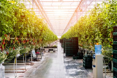 Modern sera domates bitkileri ile. Tarım arka plan.