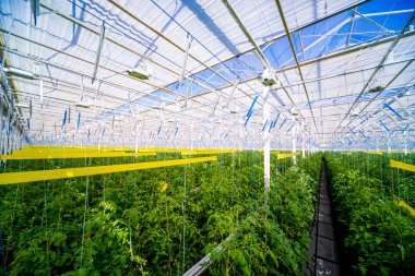 Büyük endüstriyel sera içinde büyüyen bitkilerin satırları. Arka plan endüstriyel tarım.
