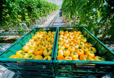 Bir serada yetiştirilen güzel sarı domates.