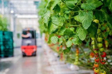Serada yetişen güzel kırmızı domatesler..
