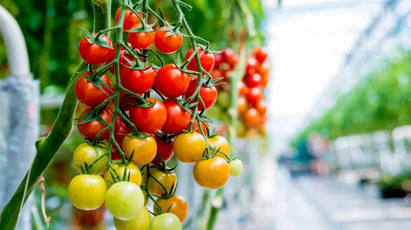 温室で栽培された美しい赤い熟したトマト — ストック写真