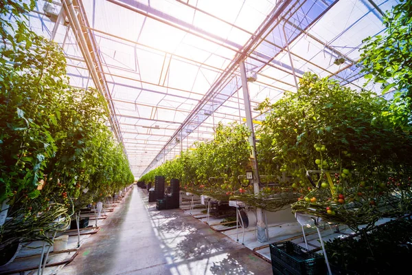 Modern sera domates bitkileri ile. Tarım arka plan.