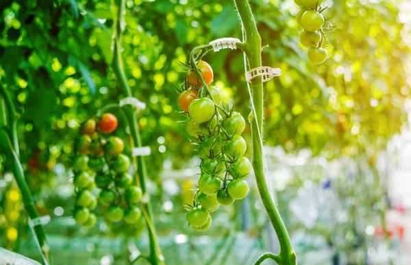 Schöne Grüne Tomaten Die Einem Gewächshaus Wachsen Landwirtschaftlicher Hintergrund — Stockfoto