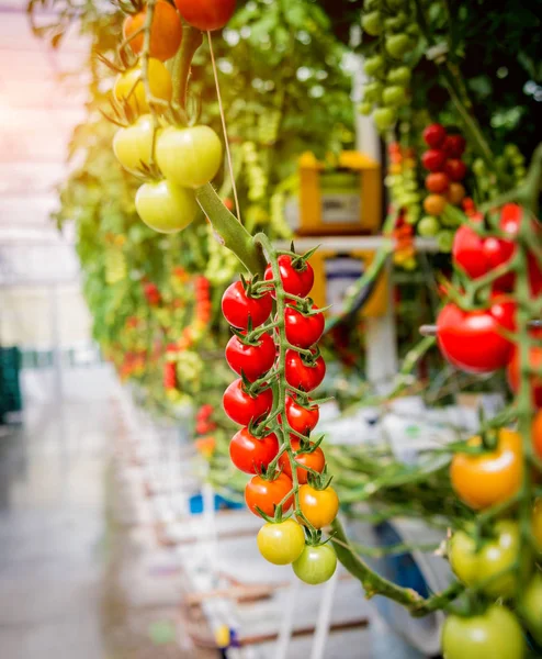 Serada yetişen güzel kırmızı domatesler..