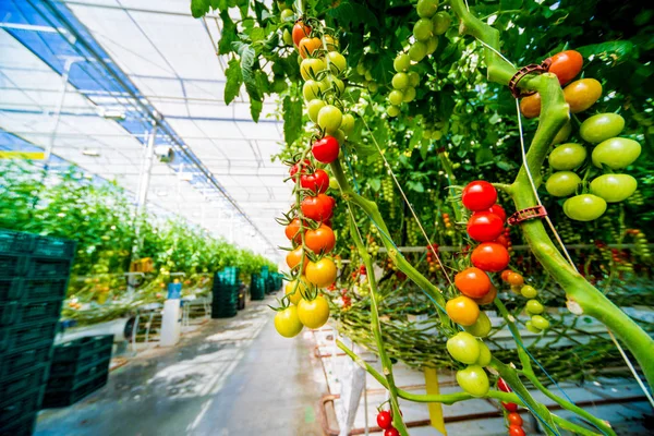 Schöne Rote Reife Tomaten Aus Einem Gewächshaus — Stockfoto