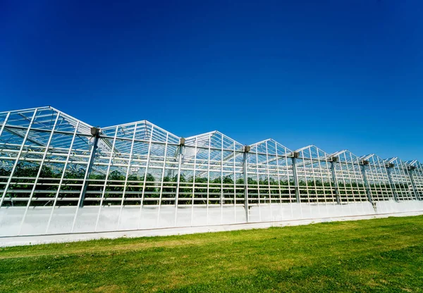 Moderne Glas Drivhuse Mod Den Blå Himmel - Stock-foto