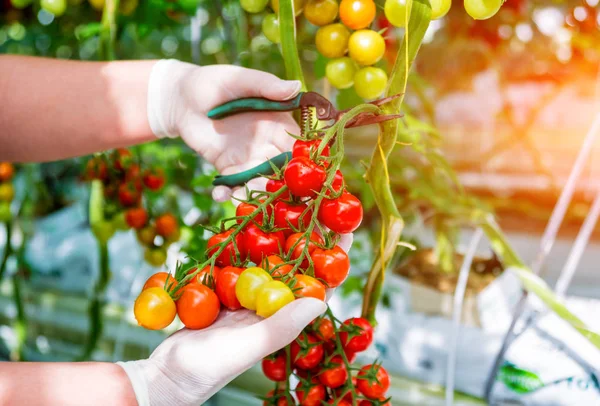 Bauern Reichen Frisch Geerntete Tomaten Frauenhände Halten Tomaten Gewächshaus — Stockfoto