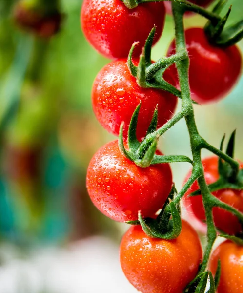 Piękne Czerwone Dojrzałe Pomidory Uprawiane Szklarni — Zdjęcie stockowe