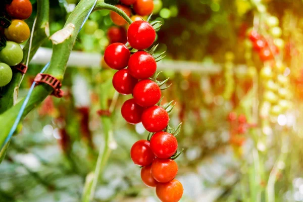 Schöne Rote Reife Tomaten Aus Einem Gewächshaus — Stockfoto