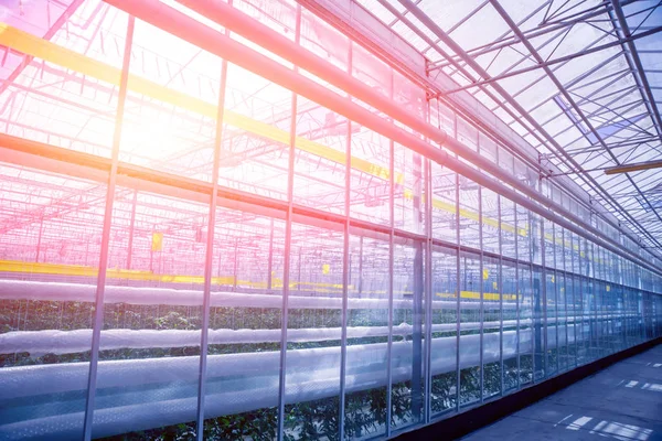 Interior Modern Greenhouse Agricultural Background — Stock Photo, Image