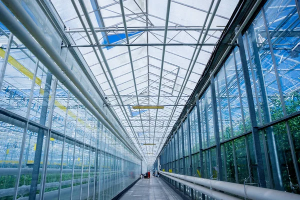 Innenraum Eines Modernen Gewächshauses Landwirtschaftlicher Hintergrund — Stockfoto