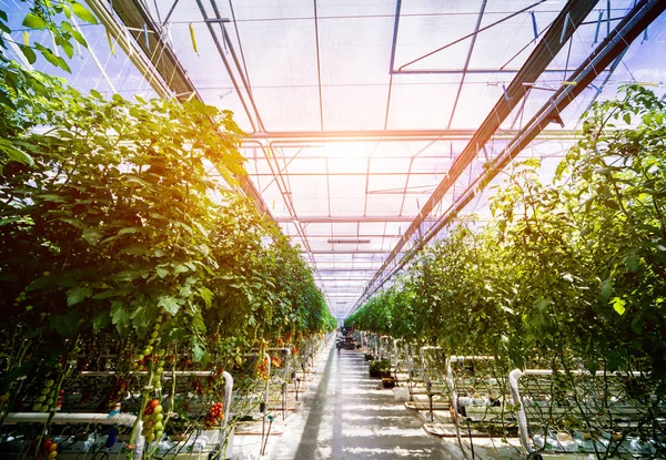 Belos Tomates Verdes Que Crescem Uma Estufa Fundo Agrícola — Fotografia de Stock