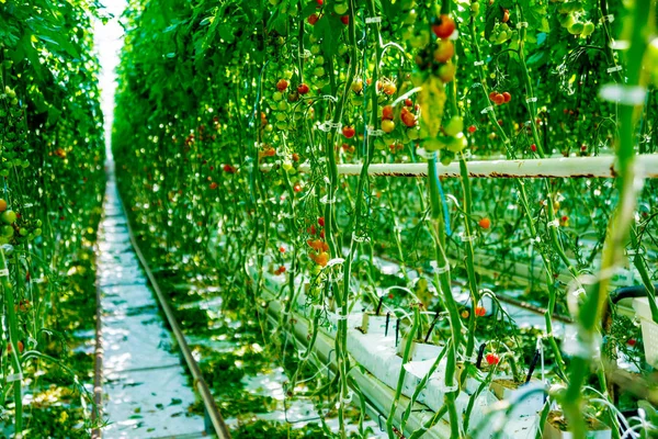 Vackra Gröna Tomater Odla Ett Växthus Jordbruks Bakgrund — Stockfoto