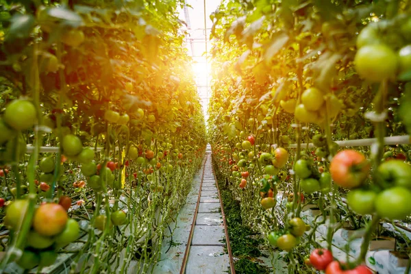 Vackra Röda Mogna Tomater Odlade Ett Växthus — Stockfoto