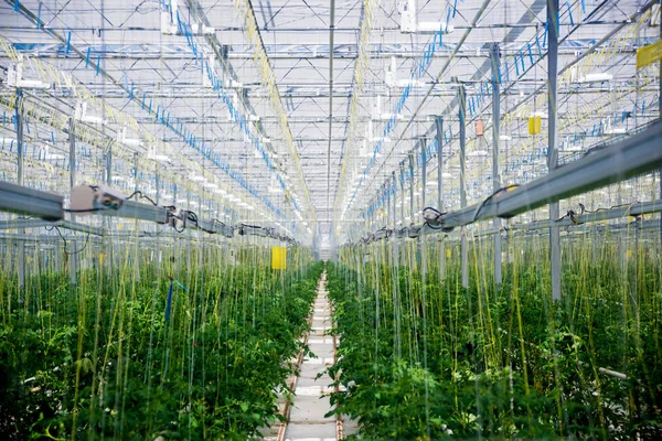 Fileiras Plantas Crescendo Dentro Grande Estufa Industrial Contexto Agrícola Industrial — Fotografia de Stock